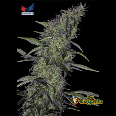 Semillas SOMANGO 47 Positronics. 