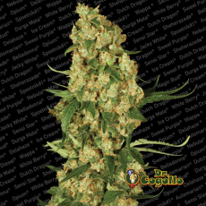 Semillas WAPPA Paradise Seeds.