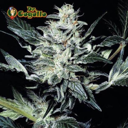 Semillas SENSI STAR Paradise Seeds.