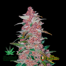Semillas BLACKBERRY (Auto) Fast Buds.
