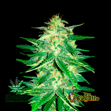Semillas LEMON AK (Auto) Fast Buds.