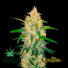 Semillas ZKITTLEZ (Auto) Fast Buds.