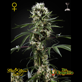 Semillas SUPER LEMON HAZE Green House.