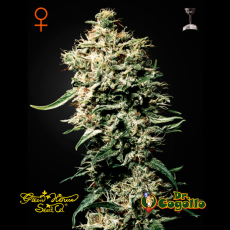Semillas WHITE RHINO Green House.