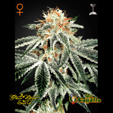 Semillas WHITE WIDOW Green House.