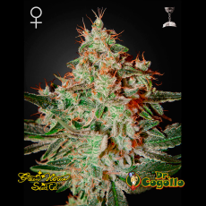 Semillas LEMON SKUNK Green House.