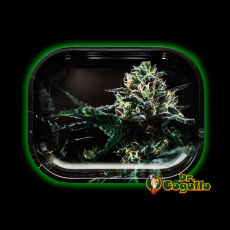 BANDEJA METÁLICA DE LIAR 18X14CM - OG KUSH.