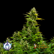 Semillas MEDIKIT (Auto) CBD Buddha Seeds.