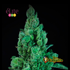 Semillas SOLODIOL AUTO CBD Élite Seeds.