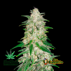 Semillas GELATO (Auto) Fast Buds.