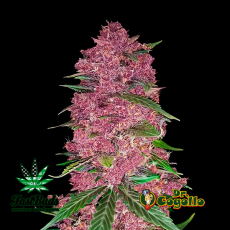Semillas PURPLE LEMONADE (Auto) Fast Buds.