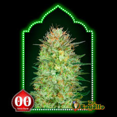 Semillas AUTO SWEET CRITICAL 00 Seeds.