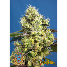 Semillas AUTO SWEET GELATO Sweet Seeds.