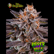 Semillas OMG Ripper Seeds.