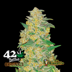 Semillas ORIGINAL AUTO AK Fast Buds.