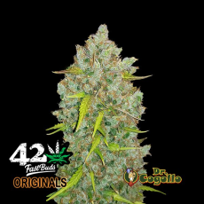 Semillas ORIGINAL AUTO BUBBLEGUM Fast Buds.