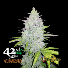 Semillas ORIGINAL AUTO CHEESE Fast Buds.