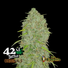 Semillas ORIGINAL AUTO JACK HERER Fast Buds.