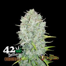 Semillas ORIGINAL AUTO NORTHERN LIGHTS Fast Buds.