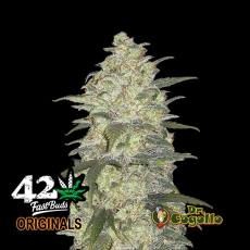 Semillas ORIGINAL AUTO WHITE WIDOW Fast Buds.
