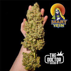 Semillas MARY YEIN - EDICION LIMITADA The Doctor Seeds.