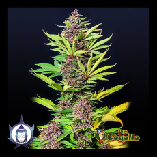 Semillas BUDDHA PURPLE KUSH (No Auto) Buddha Seeds.