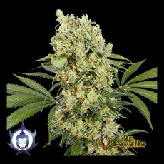 Semillas MEDIKIT CBD Buddha Seeds.