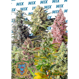 Semillas SWEET MIX FOTODEPENDIENTES Sweet Seeds.