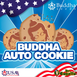 Semillas AUTO COOKIE Buddha USA Collection.