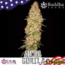 Semillas AUTO GORILA Buddha USA Collection.