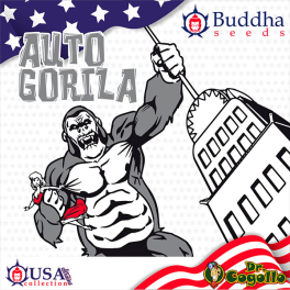 Semillas AUTO GORILA Buddha USA Collection.
