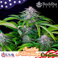 Semillas AUTO TANGIE Buddha USA Collection.