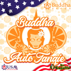 Semillas AUTO TANGIE Buddha USA Collection.