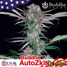 Semillas AUTO SKITT Buddha USA Collection.