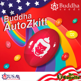 Semillas AUTO SKITT Buddha USA Collection.