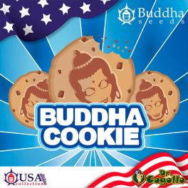 Semillas COOKIE Buddha USA Collection.