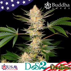 Semillas DOSI2 Buddha USA Collection.