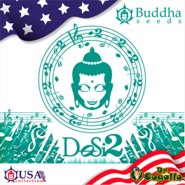 Semillas DOSI2 Buddha USA Collection.