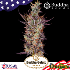 Semillas GELATO Buddha USA Collection.