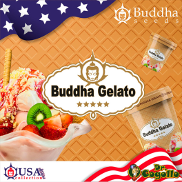 Semillas GELATO Buddha USA Collection.