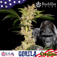 Semillas GORILA Buddha USA Collection.