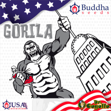 Semillas GORILA Buddha USA Collection.