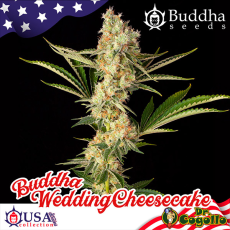 Semillas WEDDING CHEESECAKE Buddha USA Collection.