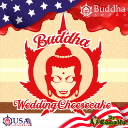 Semillas WEDDING CHEESECAKE Buddha USA Collection.