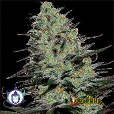 Semillas MORPHEUS CBD 1:1 (No auto) Buddha Seeds.
