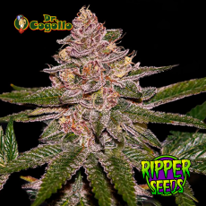 Semillas RADICAL JUICE Ripper Seeds.