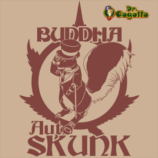 Semillas SKUNK Buddha Classics. 2