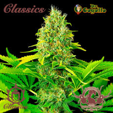 Semillas WHITE WIDOW Buddha Classics.