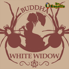Semillas WHITE WIDOW Buddha Classics.