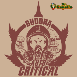 Semillas AUTO CRITICAL Buddha Classics.